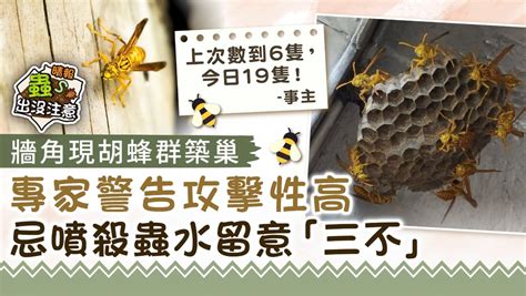 胡蜂築巢風水|【胡蜂築巢風水】胡蜂築巢風水：徵兆、意義與處理方式